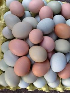 青殼土(tǔ)雞蛋