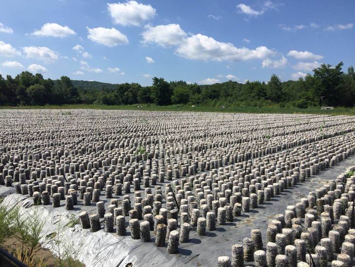 種植養殖基地(dì)