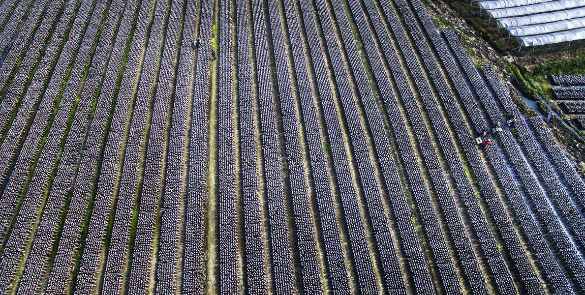 種植養殖基地(dì)