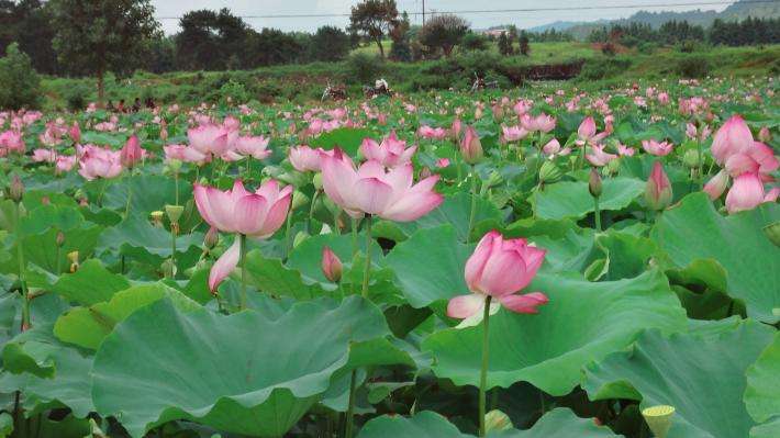 種植養殖基地(dì)